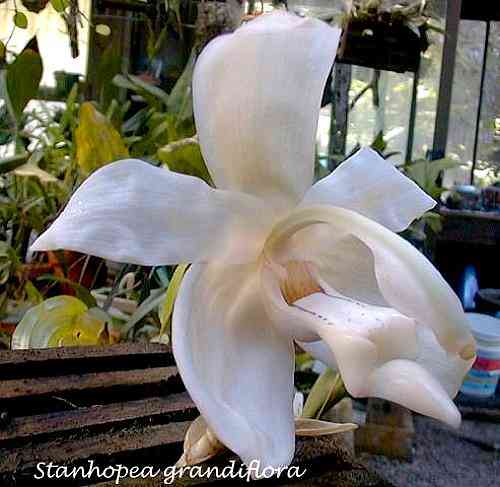 Stanhopea grandiflora
